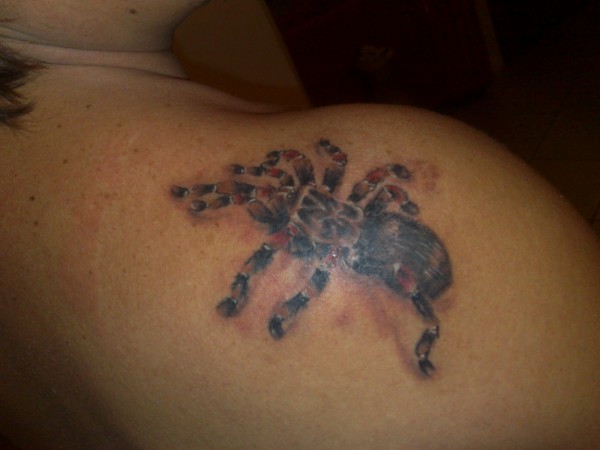 Angelo - tarantula tattoo